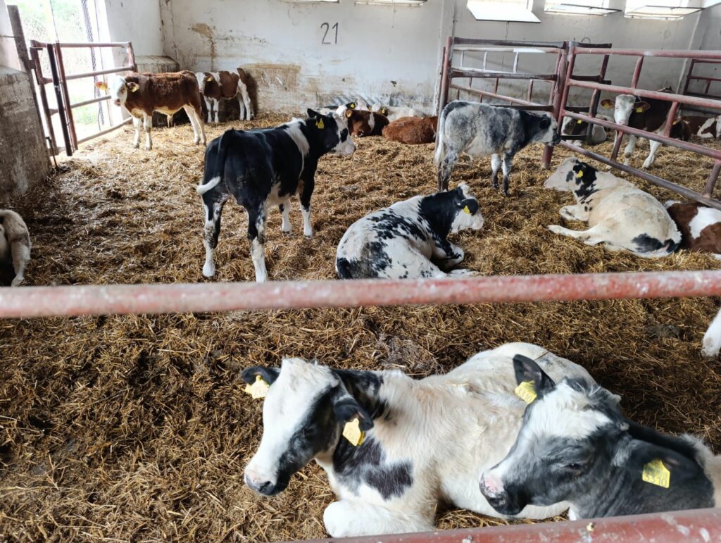 Importación y Exportación de Ganado Bovino a toda Europa