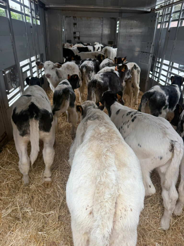 Importación y Exportación de Ganado Bovino a toda Europa