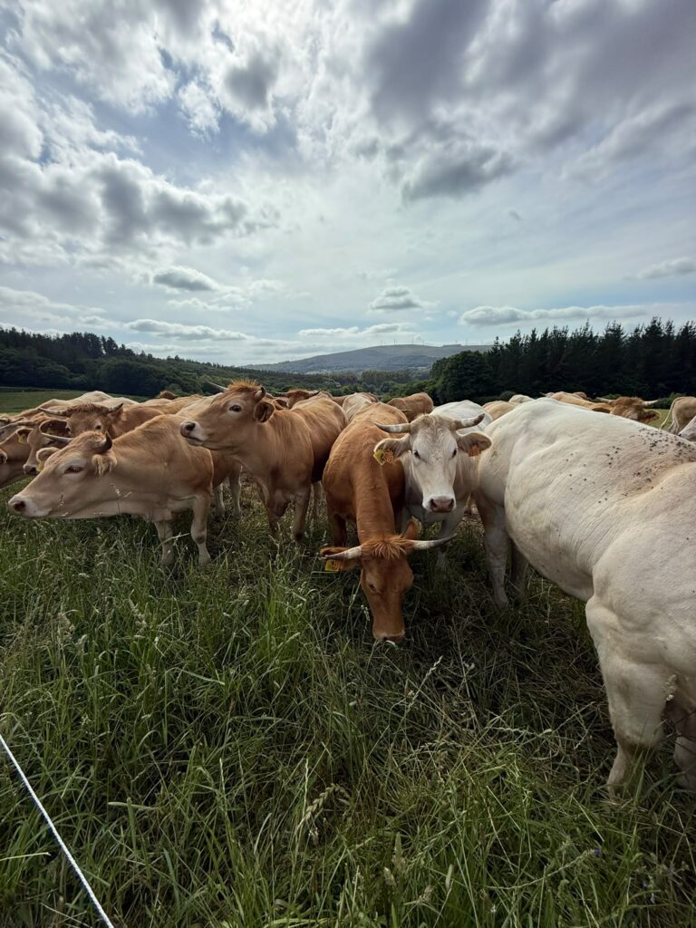 Importación y Exportación de Ganado Bovino a toda Europa